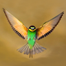 Фото профиля Bee Eater