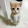 Profilbild von nekomimi 税金の行方