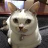 みみるる profil fotoğrafı