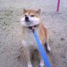 Profilbild von さやこ