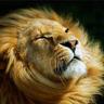 mohamed ali abbas's profile picture
