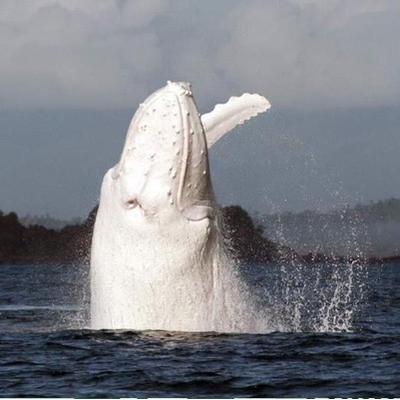 Migaloo the Whale's profile picture