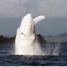 Migaloo the Whale profil fotoğrafı