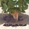 Фото профиля ميوو