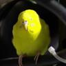 RallyBird 的头像