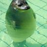 夏河's profile picture