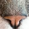 雪耳 profil fotoğrafı