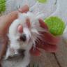 猫山田ΦωΦ麻吉※ぬこ宿手伝い兼しまばら猫活部's profile picture