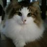 森林猫 profil fotoğrafı