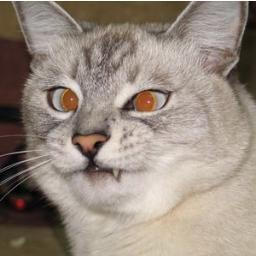 troum's profile picture