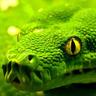 Фото профиля Dane DeArmond🐍