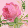 Rosebud profil fotoğrafı