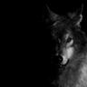 Profilbild von Wolfness