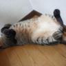Profilbild von 林檎猫