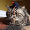 Curio's profile picture
