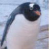 サンボ's profile picture
