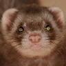 Фото профиля Roseferret @roseferret.bsky.social