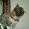 三毛猫の母 的头像