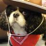 Profilbild von Little_Scamper