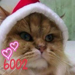 ribakoko's profile picture