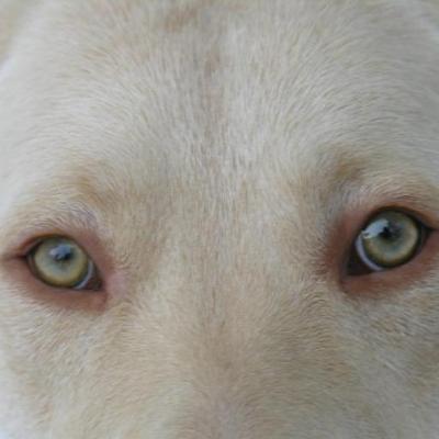 shannonfordUSA's profile picture