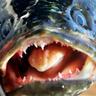 Peter Van Meter's profile picture