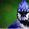 lifeofajaybird's profile picture