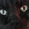 Carol Anne's profile picture