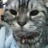 Фото профиля George★0821家族はチビ猫