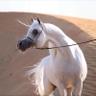 ثلوج الريف's profile picture