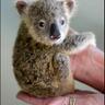 Фото профиля Koala Bear