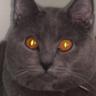 Chatlopard le Barbare's profile picture