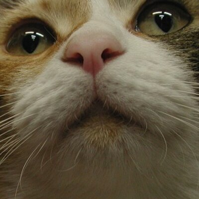 bootymarket's profile picture
