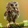 Sancha's profile picture