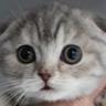 あい うえお profil fotoğrafı