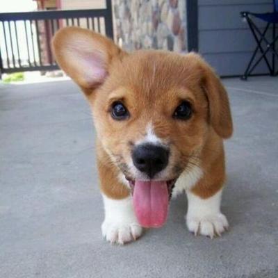 iRazasdePerros's profile picture