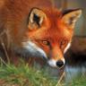 Strutting Fox 的头像