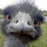 Peter Lindh's profile picture