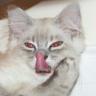 ๐บ๐ธ D Canham PhD Biologist, Biden Cheated ๐'s profile picture