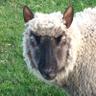 Profilbild von farmergeddon🇳🇴🇬🇧