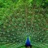 ameenheasat@yahoo.co's profile picture