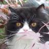 DoringHaak's profile picture