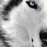 Фото профиля wolfpk4life