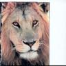 Sandiacat's profile picture