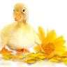 Фото профиля Ducks 'n a Row