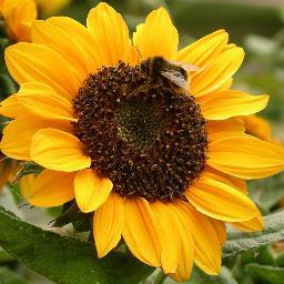 The Chatty Gardener's profile picture