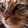 Profilbild von Cheryl Faulkner
