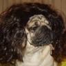 Og_the_dog's profile picture