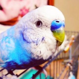 pap3oyo's profile picture