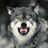 Murkwolf profil fotoğrafı